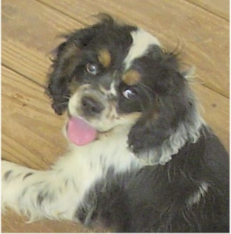 Frantic Farms Hairy Houdini